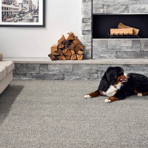 Dog on Carpet flooring | Carpet Direct Flooring