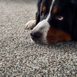 Carpet | Carpet Direct Flooring